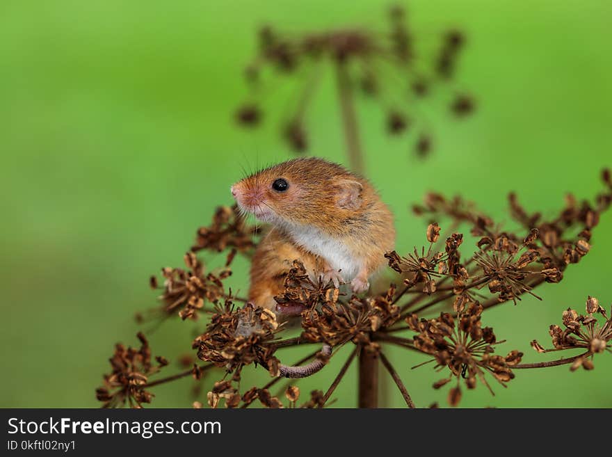 An Eurasian harvest mouse on a dry thistle plant