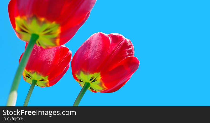 Red tulips close-up. copy spaces. soft focus