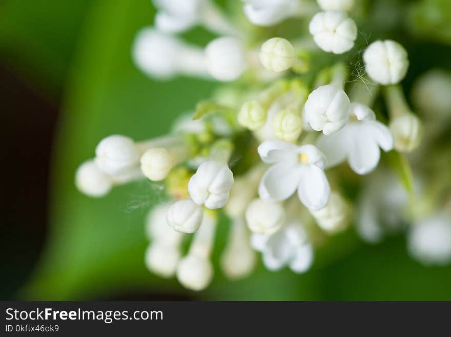 White flowers of lilac on nature. Petal, background. Macro