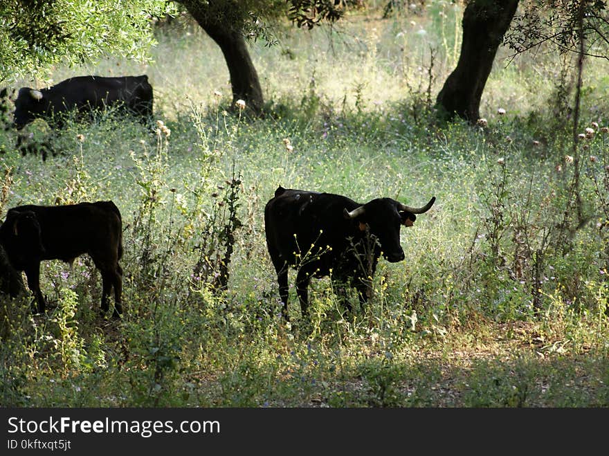 Spanish cows in the gloom of the field