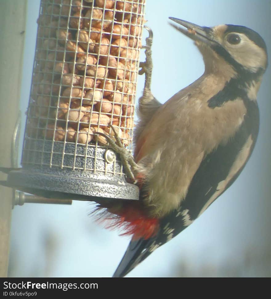 Greater Spotted Woodpecker