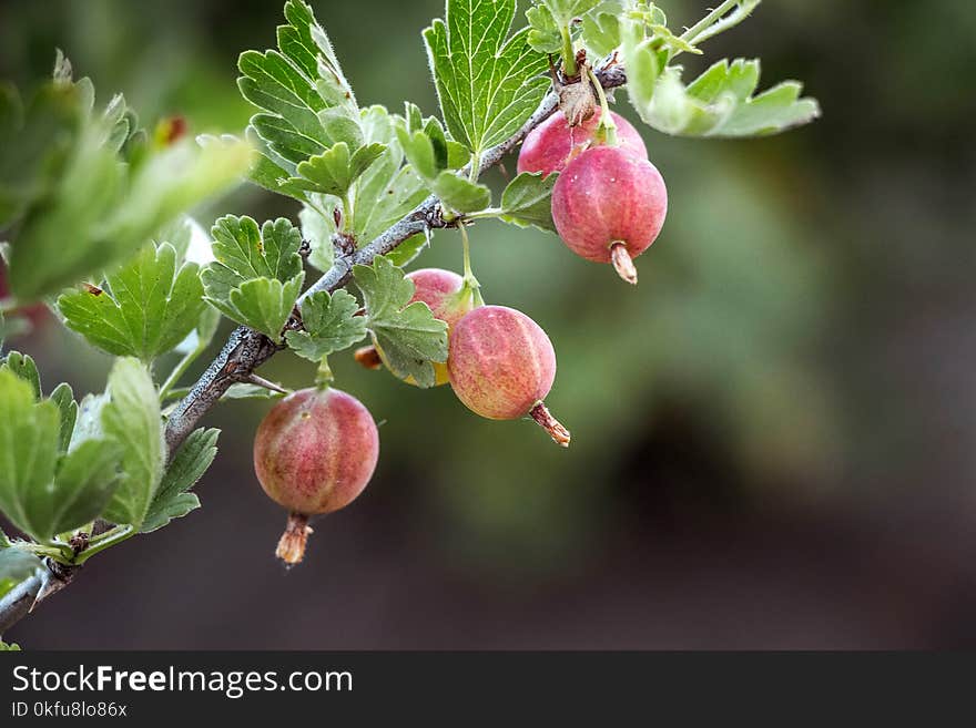 Branch of gooseberries with round red delicious berries. Maturing gooseberries_