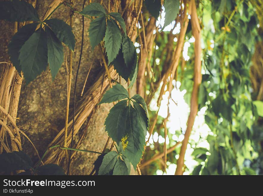 Closup of plants on a column. Closup of plants on a column