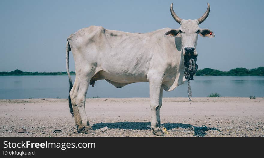 Cow chewing a plastic bag