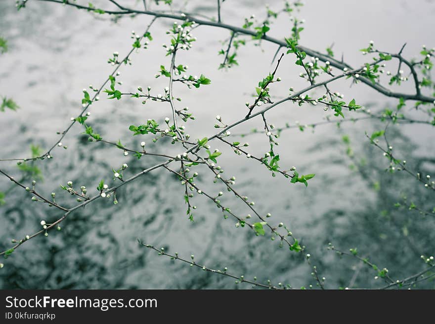 White buds of wild plum flowers over water