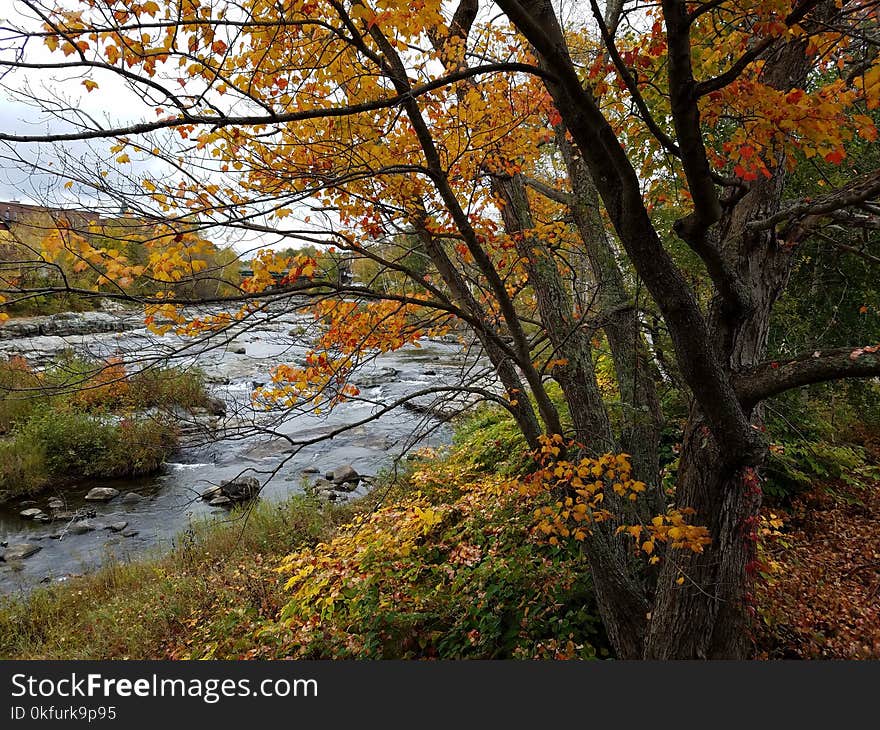 Autumn on a New Hampshire river bank