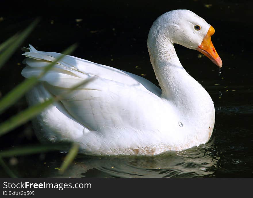 Duck Swimming in water in Delhi Zoo, India.