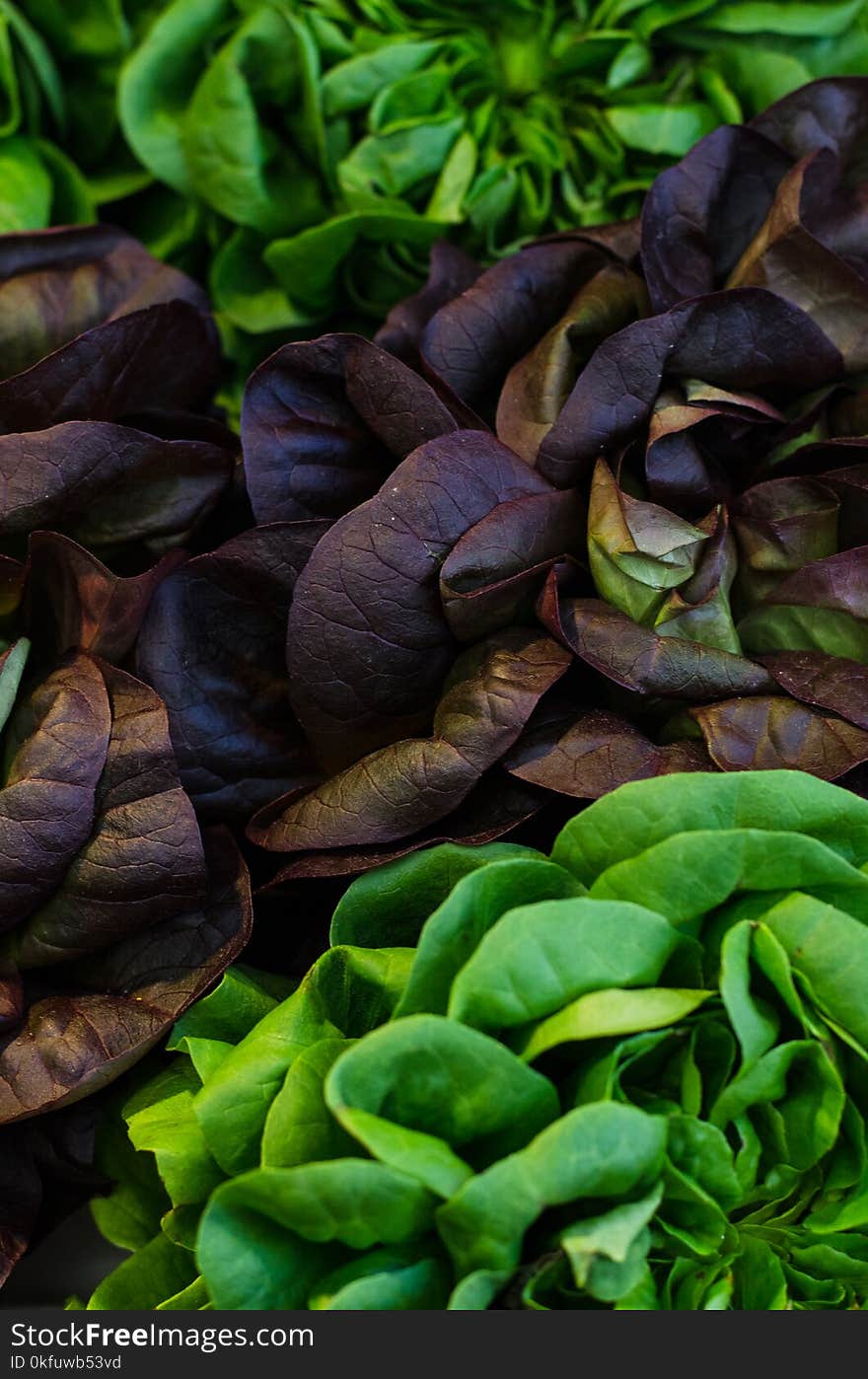 Lettuce leafs green and purple