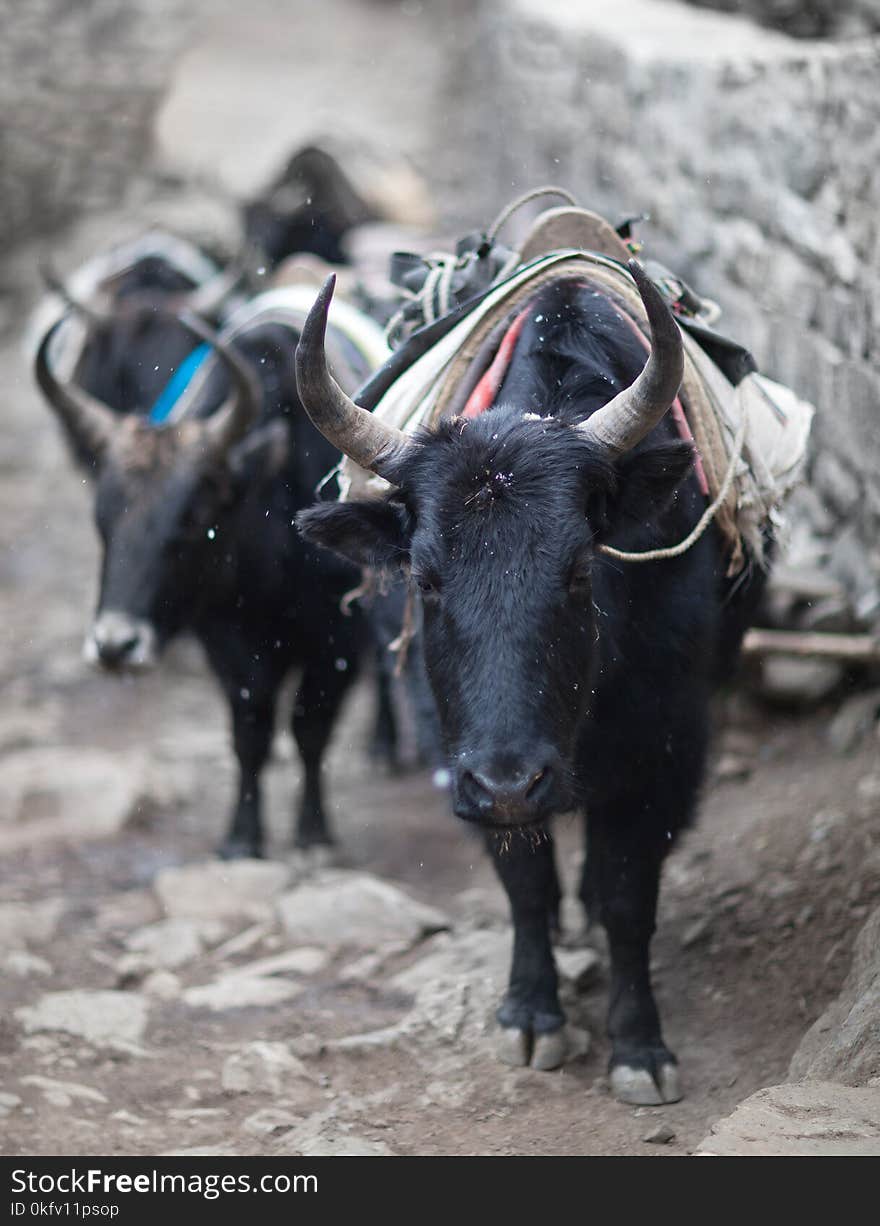 Caravan of dzo in the Nepal Himalaya