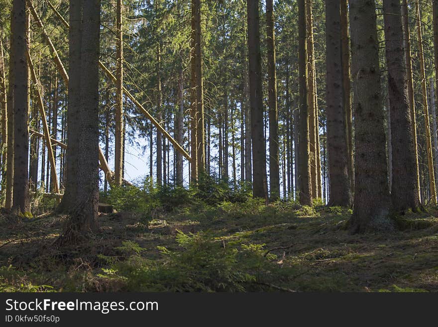 Natural Coniferous Forest In Germany During Spring Time