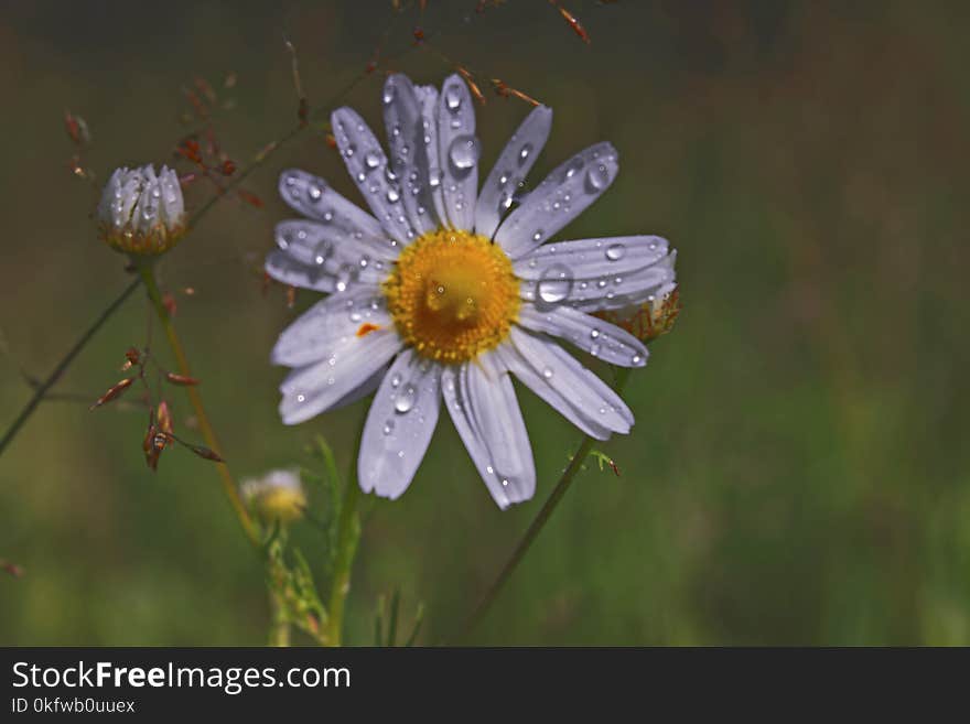 Flowers of a camomile with raindrops on a blurred background