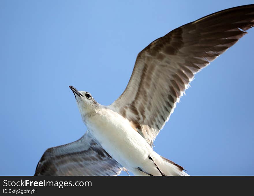 Laughing gull Seagull flying in ocean in south Florida Miami beach