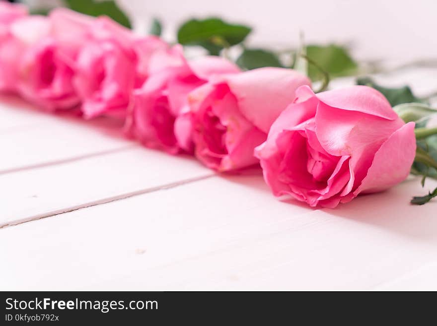 pink rose in vase on wood background