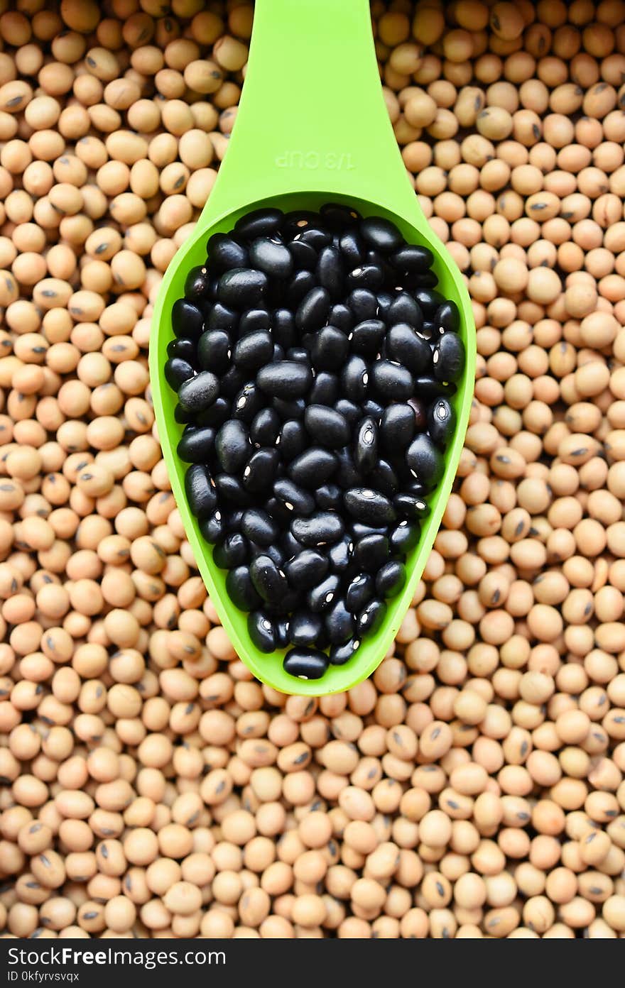 Close up of black bean in spoon on soybean