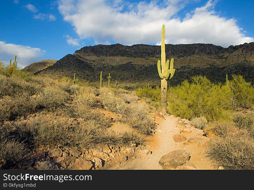 Hiking Trail in the Desert with a Saguaro Cactus along the Path