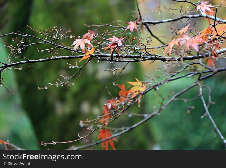 Red and orange Japanese Maple Leaf on the branch of tree after rain. The leaves change color from green to yellow, orange and red in autumn.