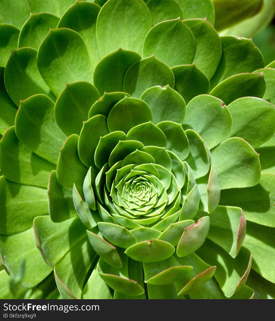 Close up of Echeveria