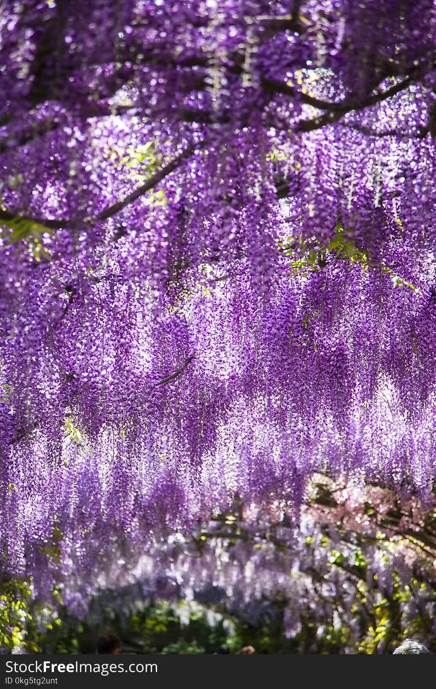 Italy, Tuscany, Florence, the Bardini garden in spring time and flowering of wisteria. Italy, Tuscany, Florence, the Bardini garden in spring time and flowering of wisteria.