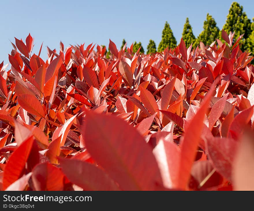 Red leaves trees and green nature