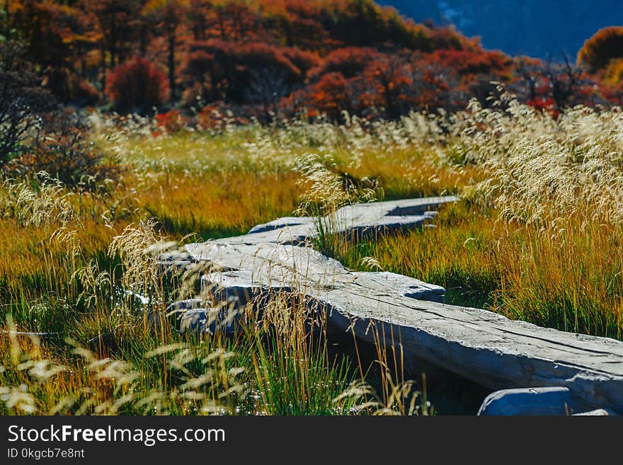 A Wooden Walkway In The Los Glaciares National Park. Autumn In Patagonia, The Argentine Side