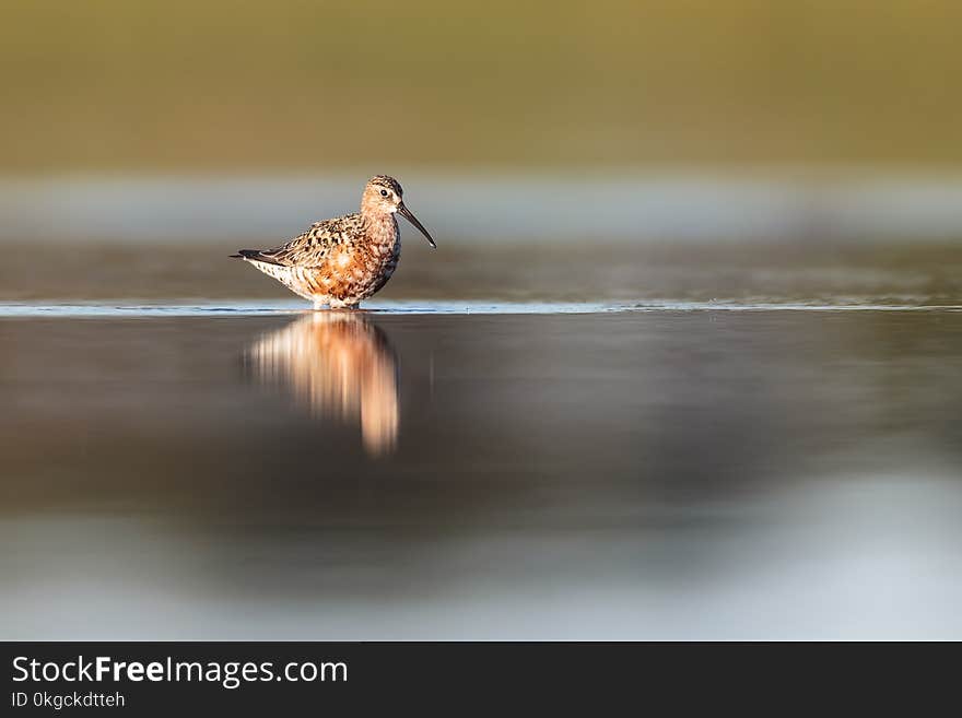 Curlew sandpiper and its reflection, with a reflective look in tranquil setting. Curlew sandpiper and its reflection, with a reflective look in tranquil setting