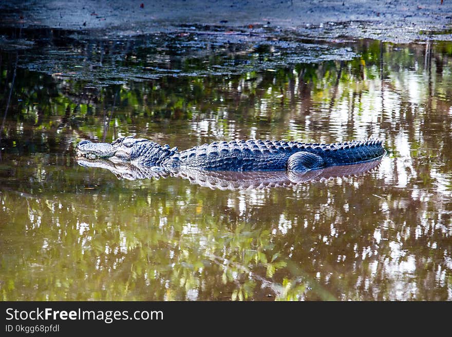 Alligator on the Marsh Trail in South West Florida.