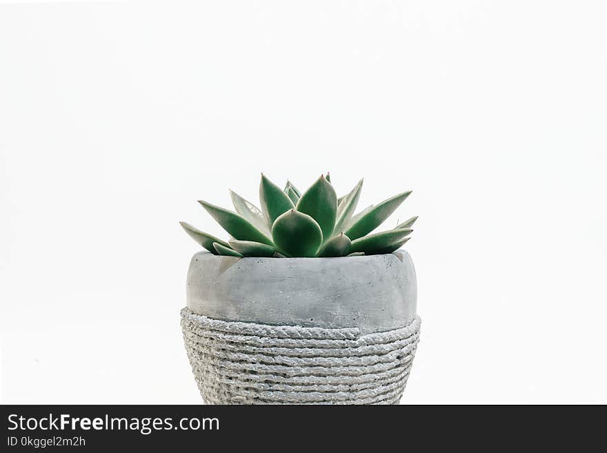 Photo of Plant on Pot