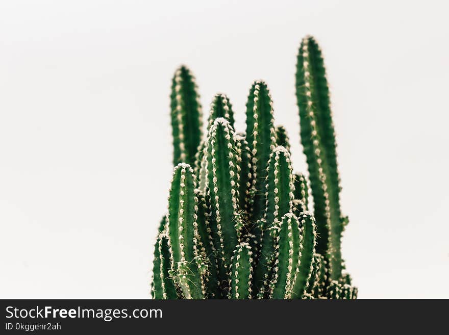 Close-Up Photography of Cactus