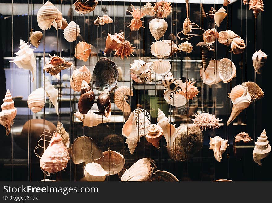 Photo of Seashells Hanging