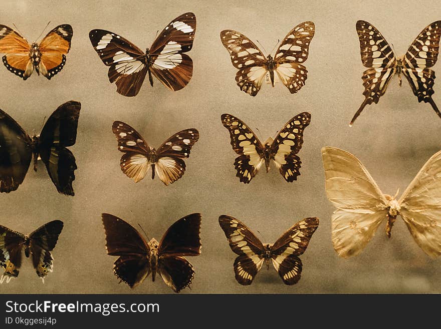 Photo of Assorted Butterflies