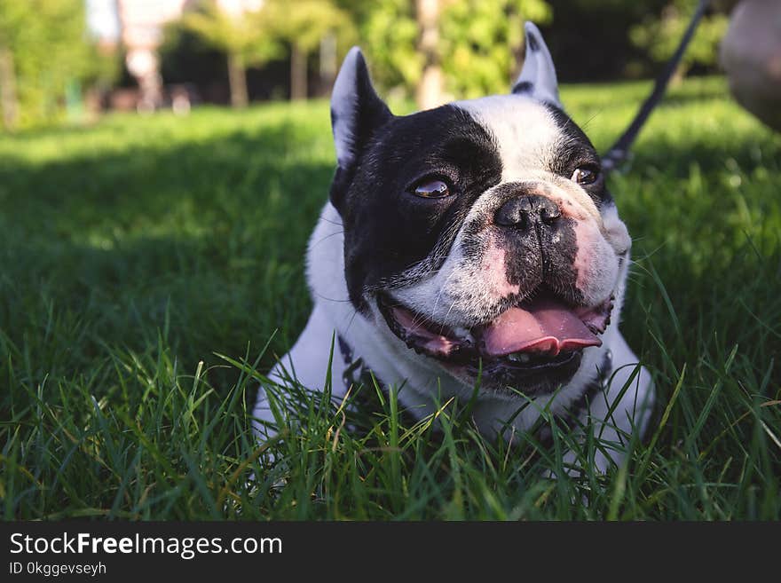 Short Coated White Dog Lying on Grass Field