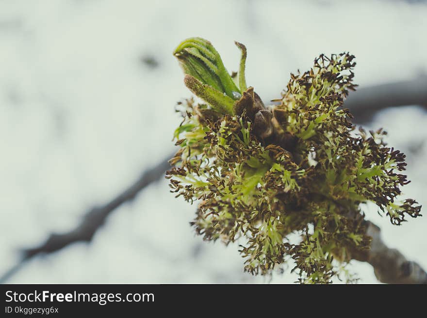 Green Leaves in Close Up Photography