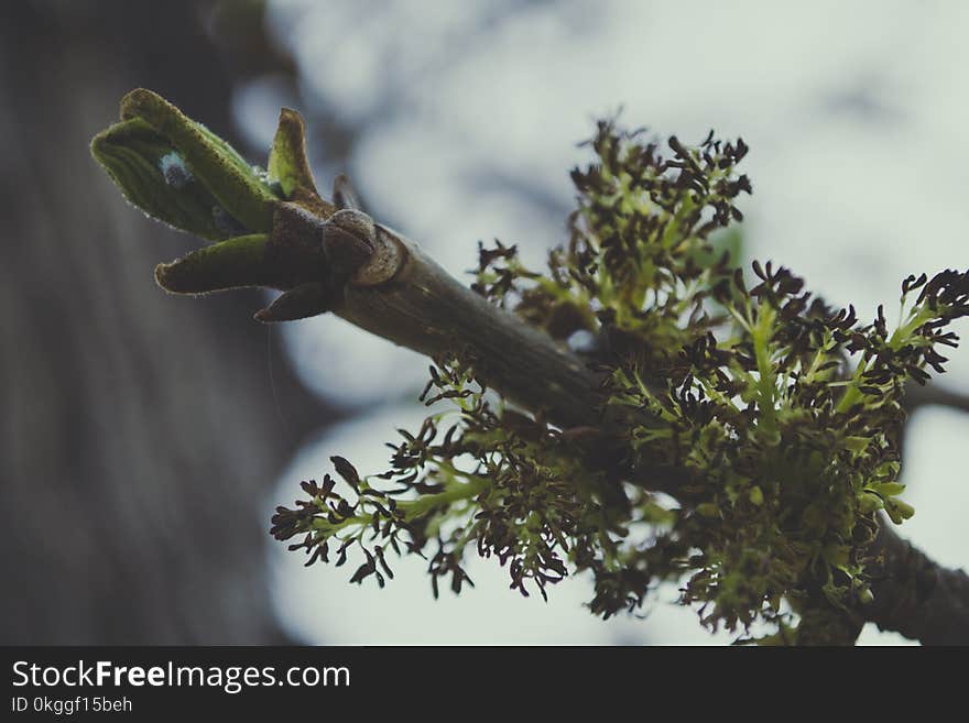 Green Leaf Plant