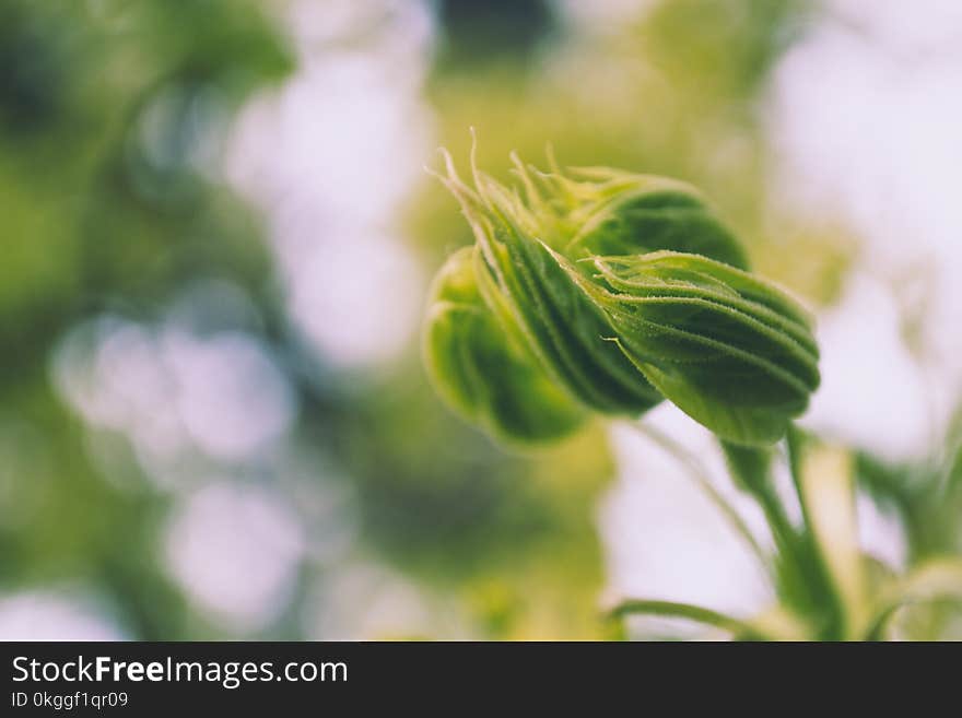 Blur, Close-up, Dof