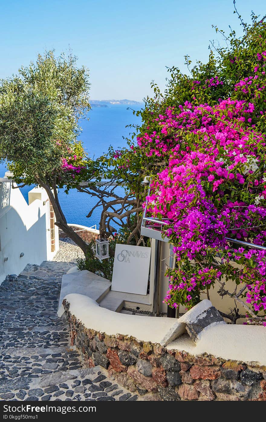 White Signage Beside Purple Bougainvillea Beside Body of Water