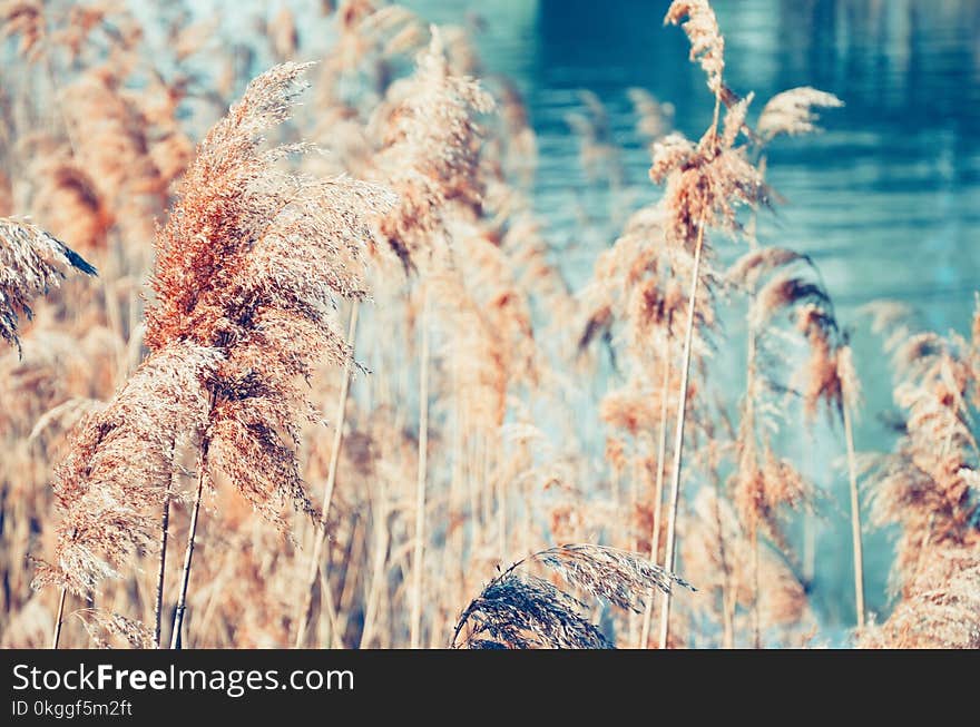 Shallow Focus Photo of Brown plants