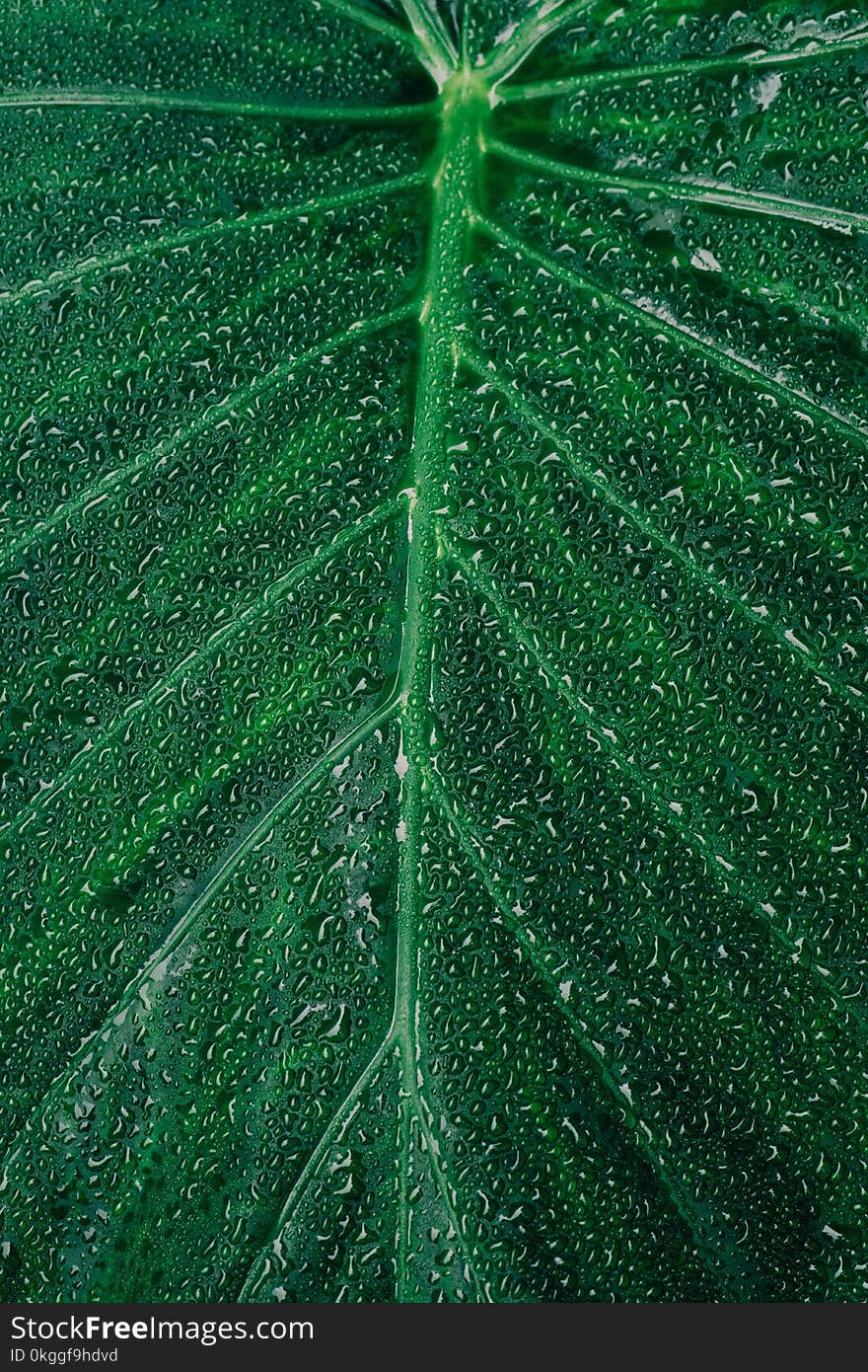 Close-up Photography of Dewdrops on Leaf