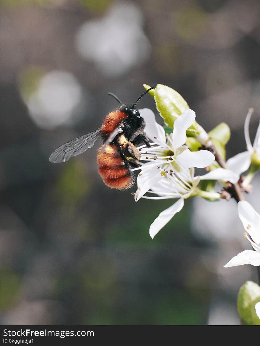 Macro Photography of Bee on Flower