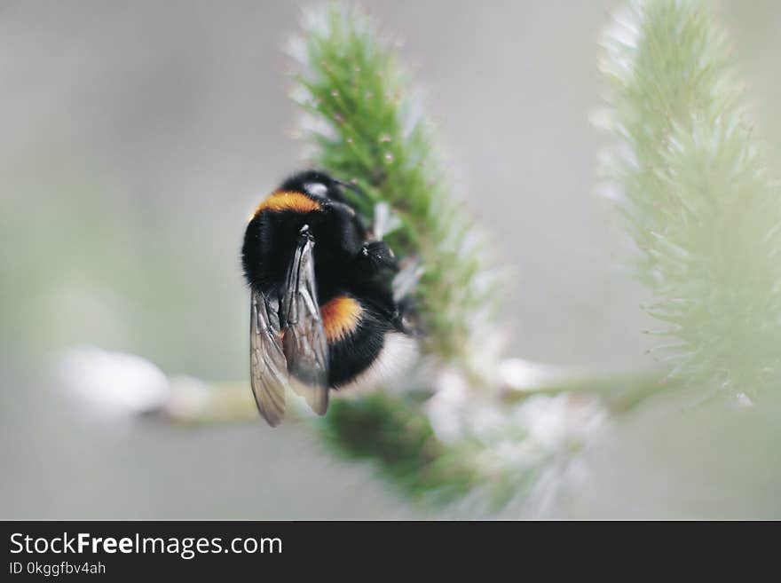 Selective Focus Photography of Black and Yellow Carpenter Bee