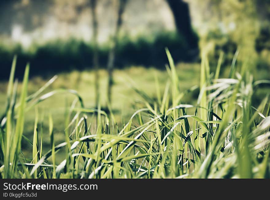 Close-up Photography of Green Grasses