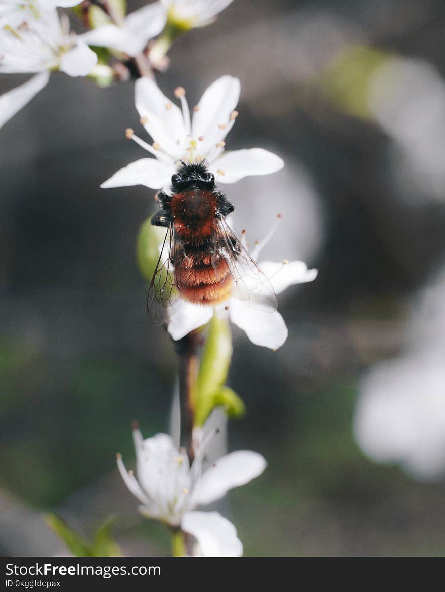 Brown and Black Bee