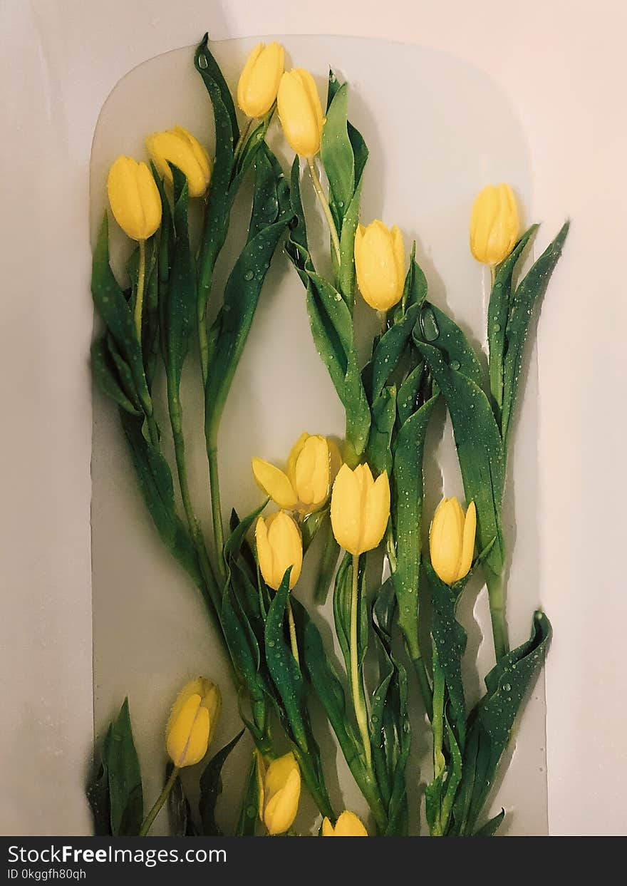 Photo of Yellow Tulips on Water