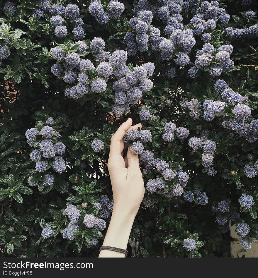 Person Touching Blue Flower