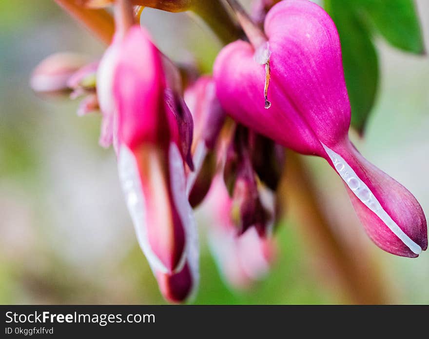 Pink Bleeding Hearts With Dewdrops