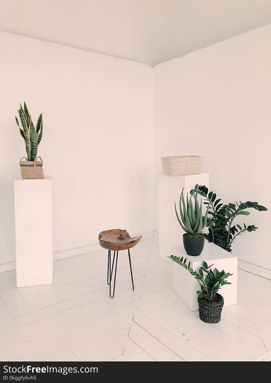 Photo of Plants Near Wooden Chair