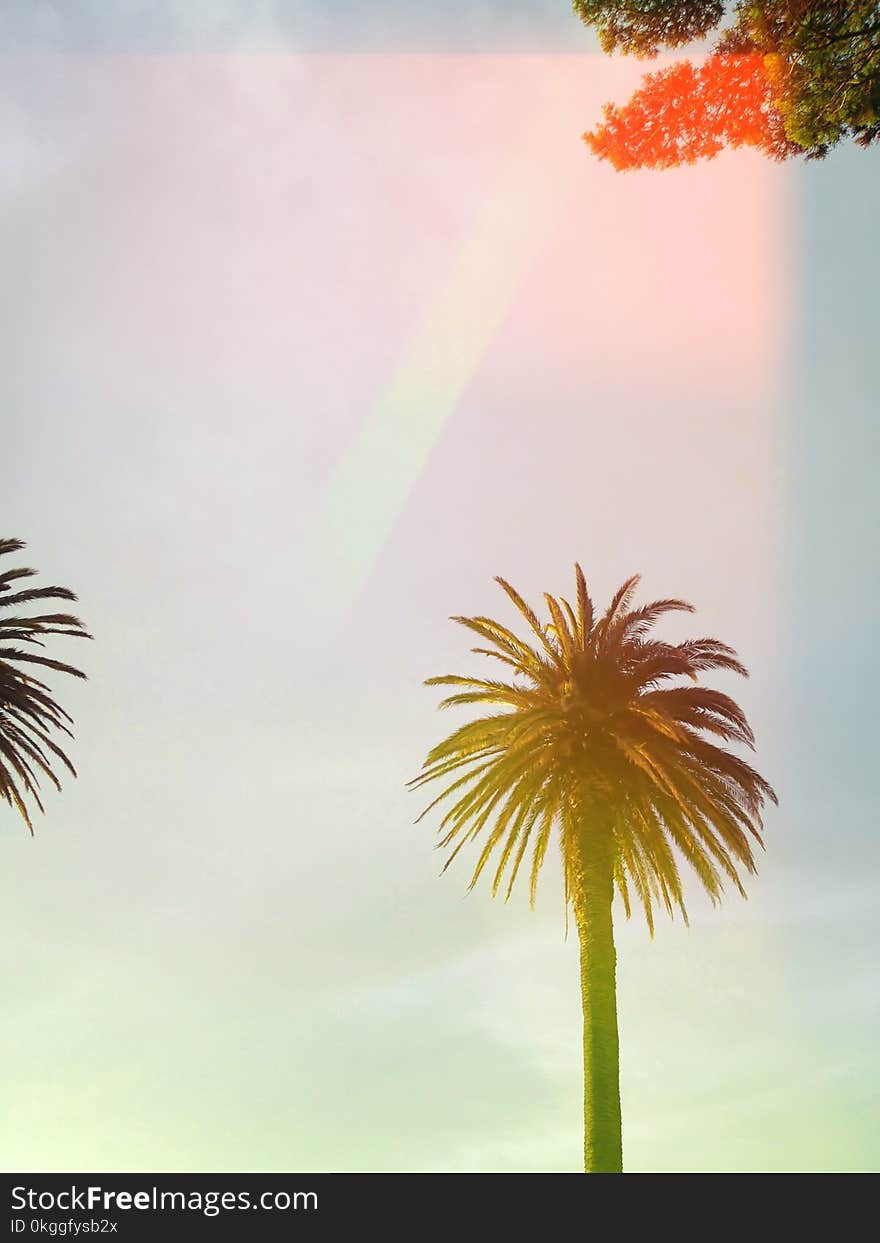 Low Angle Shot of Palm Tree