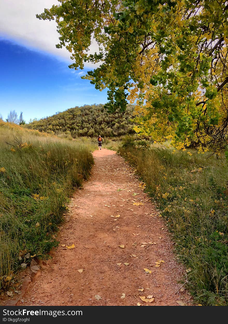 Person Walking on Brown Narrow Pathway