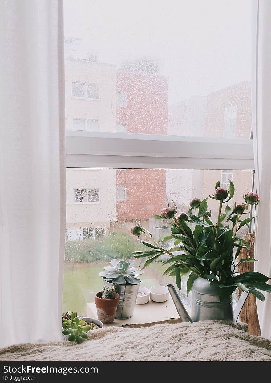 Green Leafed Plants in Front Clear Glass Window With White Frame