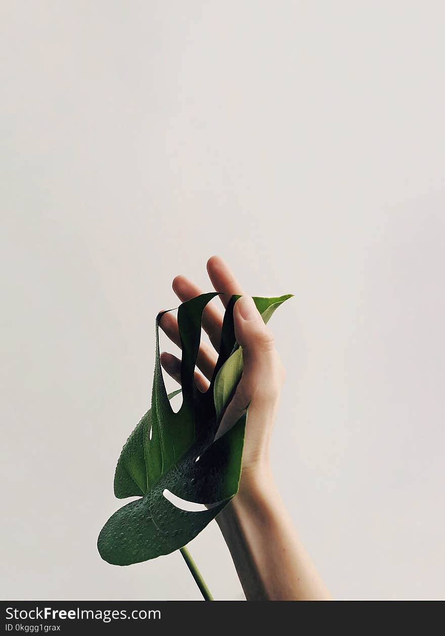 Photo of Person Holding Green Leaf