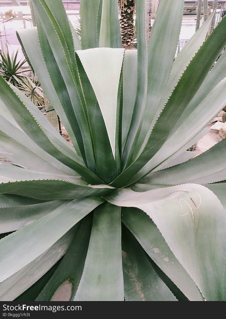 Photo of Linear Leaf Plant